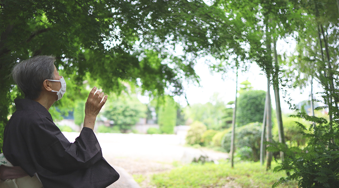 6月の雨上がりの露を受けて美しく緑が輝く、竹林や紫陽花。