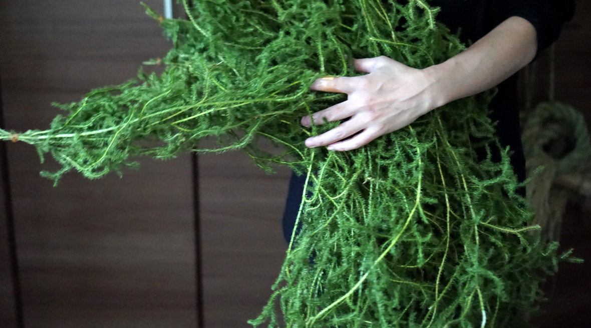 長い長い茎を地面に這わせて、大地の栄養をたっぷりまとった生命力溢れる植物